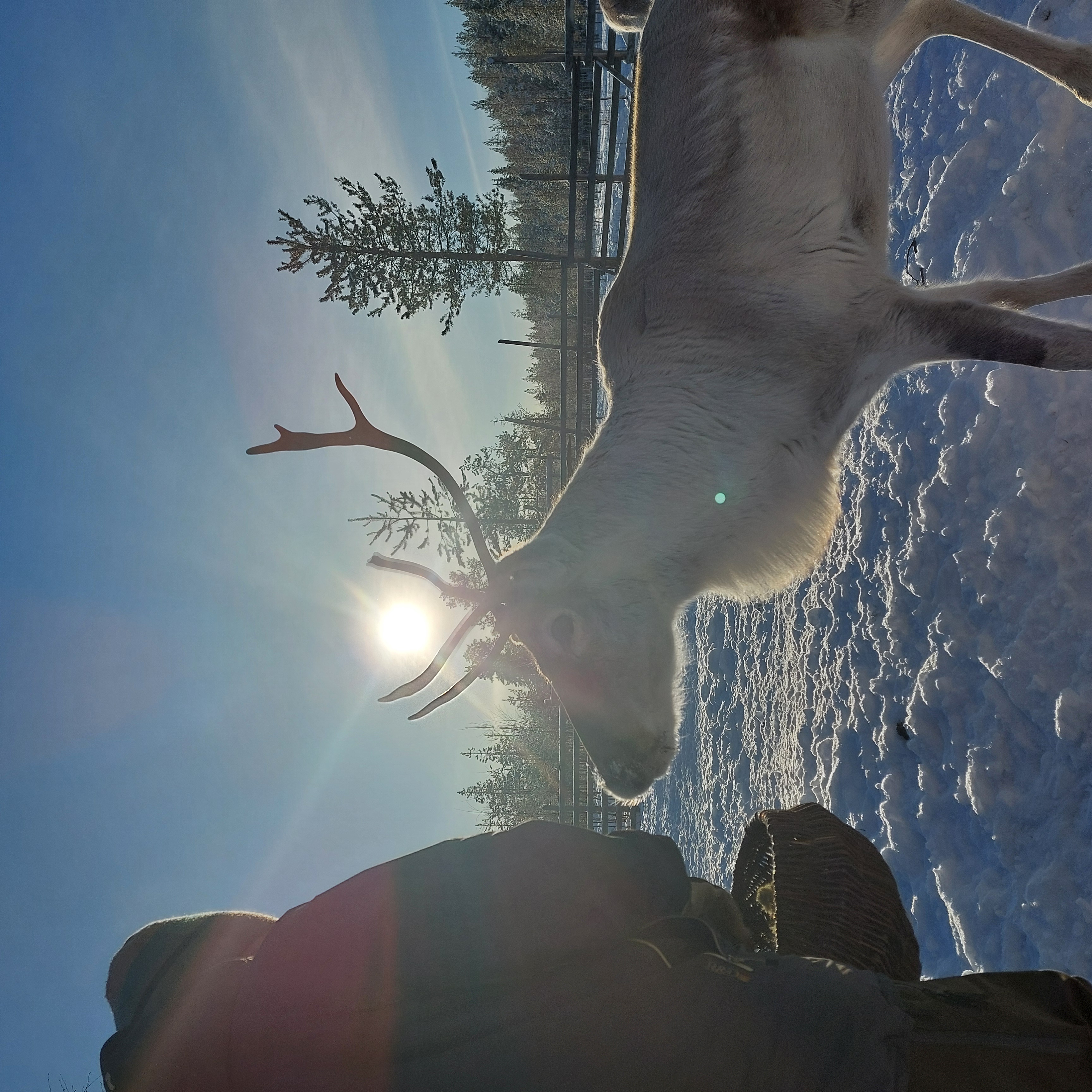 Visitors feeding reindeer by hand at the farm